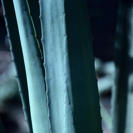 Close up of an Agave Plant with blueish green long leaves and thorns on the edges.